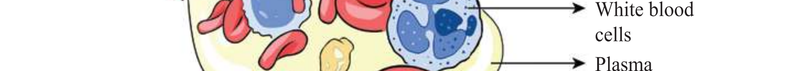 Image Hint